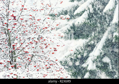 Inverno foresta - rowan tree in nevicata Foto Stock