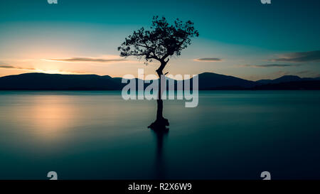 Lone Tree a Milarrochy Bay sulla Bonnie Banks del Loch Lomond Scozia, Regno Unito Foto Stock