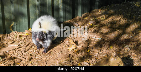 Bianco e nero a strisce comune di skunk e permanente di sniffing verso la telecamera un selvaggio animale maleodoranti provenienti dal Canada Foto Stock