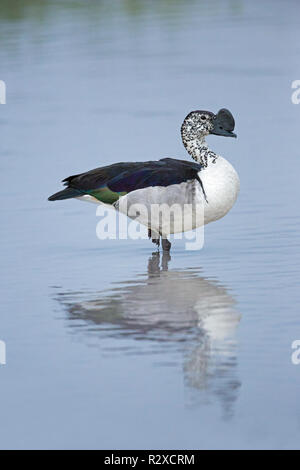 Pettine africana anatra (m Sarkidiornis melanotos.). Manopola di cospicua fatturati drake, o maschio. Il Botswana. L'Africa. Foto Stock