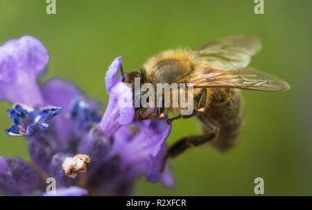 Primo piano di un ape seduto su un fiore di lavanda Foto Stock
