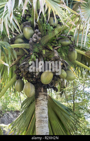 Il coco de mer Lodoicea maldivica mostrando maggior semi e frutti nel mondo, Mahe, Seicelle Foto Stock