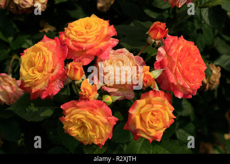Rosso e Oro cespugli di rose in fiore - close up. Foto Stock