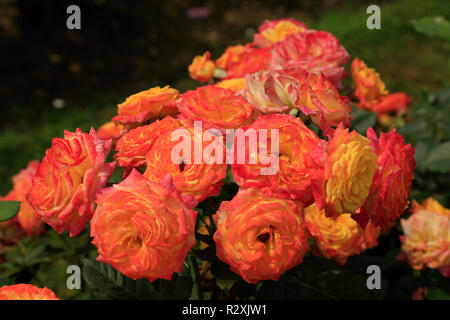 Rosso e Oro cespugli di rose in fiore - close up. Foto Stock