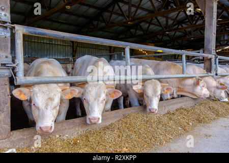 Castrati giovani tori (manzi) in una stalla nutrimento di fieno e insilato, bovini Charolais, Mayenne Francia Foto Stock
