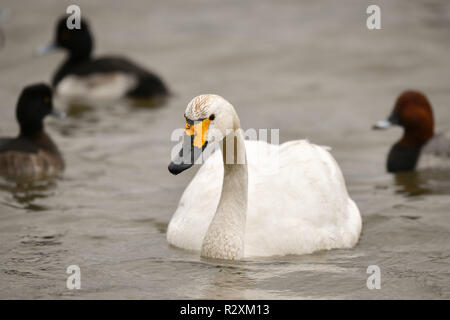 Bewick's Swan nuota passato altri uccelli a Slimbridge Wildfowl & Wetlands Trust, Gloucestershire, dopo aver volato 4000km dalla Russia Artico, dove un totale di 51 uccelli hanno completato la tappa finale della loro migrazione verso il Regno Unito per cercare di ghiaccio-free zone umide di alimentazione e roost. Foto Stock