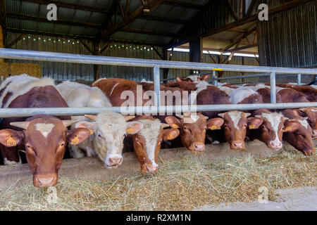 Castrato giovani tori (manzi) in uno stabile avanzamento sul fieno e insilato, Maine-Anjou bovini, Mayenne Francia Foto Stock