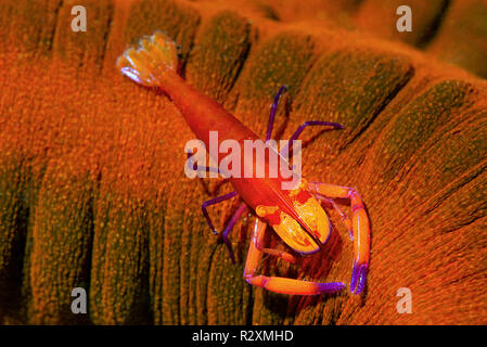 L'imperatore di gamberi o Partner imperiale gamberetti (Periclemenes Imperator) su un cetriolo marittimo (Holothuroidea), a Sulawesi, Indonesia Foto Stock