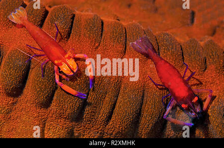 L'imperatore gamberetti o Partner imperiale gamberetti (Periclemenes Imperator) su un cetriolo marittimo (Holothuroidea), a Sulawesi, Indonesia Foto Stock