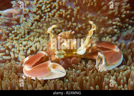 Avvistato granchio porcellana (Neopetrolisthes maculatus) su un Haddons anemone marittimo (Sticodactila haddoni), simbiosi, Tofo isola, Mozambico Foto Stock