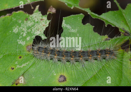 Fall Webworm Moth, Hyphantria cunea, caterpillar Foto Stock