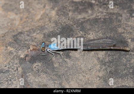 Blu-fronteggiata ballerino, Argia apicalis, femmina Foto Stock