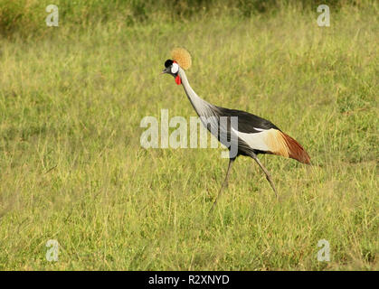 Nero Crowned Crane in Uganda Foto Stock