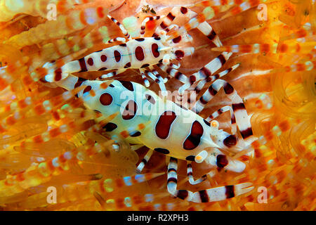 Colemans Gamberetti (Periclimenes colemani), vive sul fuoco urchin (Astenosoma varium), simbiosi, Bali, Indonesia Foto Stock