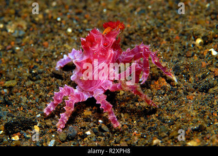 Coralli molli o granchio candy granchio (Hoplophrys oatesii) sul fondale sabbioso, isola Alor, Indonesia, Oceano Pacifico, in Asia Foto Stock