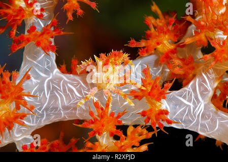 Coralli molli o granchio candy granchio (Hoplophrys oatesii) vivere di coralli molli (Alcyonacea), Wakatobi. isola di Sulawesi, Indonesia Foto Stock