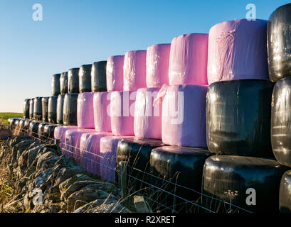 Balle di fieno accatastati in righe in un campo avvolto in nero e rosa fogli di plastica su una soleggiata giornata autunnale, East Lothian, Scozia, Regno Unito Foto Stock