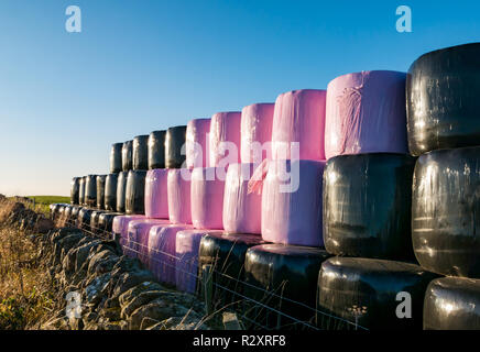 Balle di fieno accatastati in righe in un campo avvolto in nero e rosa fogli di plastica su una soleggiata giornata autunnale, East Lothian, Scozia, Regno Unito Foto Stock