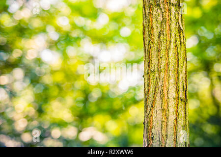 Fresco verde naturale legno texture, struttura albero bokeh verde sulla natura astratta sfocatura sfondo verde bokeh. Modello naturalistico artistico e astratto Foto Stock