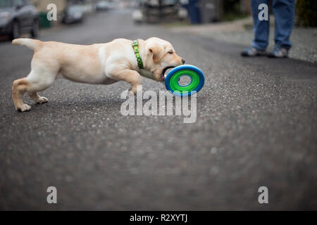 Cucciolo di Labrador dal pelo biondo, giocando con un giocattolo. Foto Stock