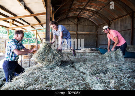 Tre gli agricoltori di impilamento di balle di fieno in un granaio. Foto Stock