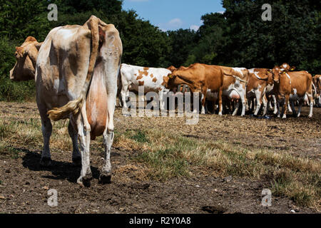 Mandria di mucche Guernsey su un pascolo. Foto Stock