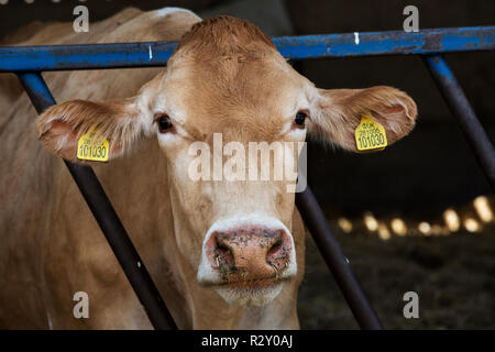 Close up di Guernsey mucca con etichette gialle nelle orecchie. Foto Stock