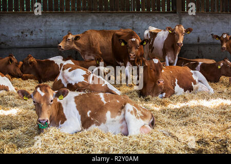 Piccola mandria di vacche di Guernsey giacente sulla paglia in un granaio. Foto Stock