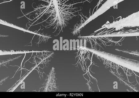 Bianco e nero immagine invertita dei norreni Peak Forest Fire alberi danneggiati, osservato dalla terra, vicino il Parco Nazionale del Monte Rainier Foto Stock