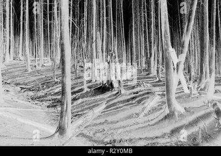 Bianco e nero immagine invertita dei norreni Peak Forest Fire alberi danneggiati, vicino il Parco Nazionale del Monte Rainier Foto Stock