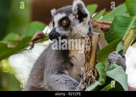 Anello lemure codato (Lemur catta) seduta nella vegetazione guardando a sinistra Foto Stock