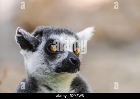 Anello lemure codato (Lemur catta) testa ritratto Foto Stock