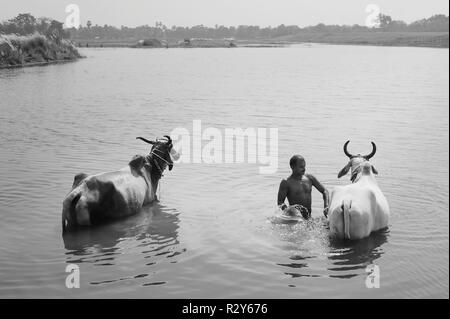 Un agricoltore bagna i suoi buoi in un lago dopo una giornata di lavoro vicino a Patna, Bihar, in India. Foto Stock