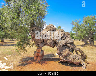 Bellissimo il tronco di molto vecchi ulivi secolari alberi, Puglia, Italia Foto Stock
