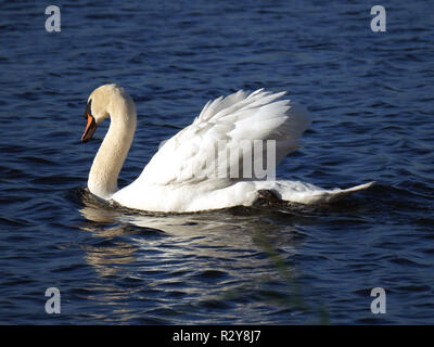 Cigno - Cygnus olor scivolando lungo graziosamente sull'acqua Foto Stock