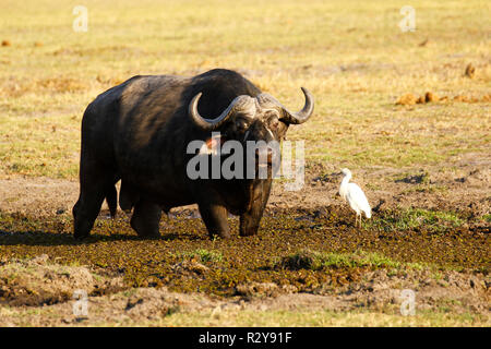 Bufali sul veld Foto Stock