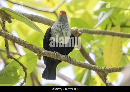 Seychelles blu Alectroenas piccione adulto pulcherrimus appollaiato su albero, Victoria, Mahe, Seicelle Foto Stock