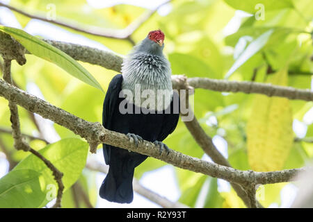 Seychelles blu Alectroenas piccione adulto pulcherrimus appollaiato su albero, Victoria, Mahe, Seicelle Foto Stock