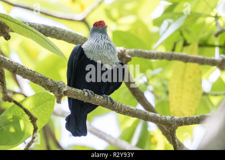 Seychelles blu Alectroenas piccione adulto pulcherrimus appollaiato su albero, Victoria, Mahe, Seicelle Foto Stock