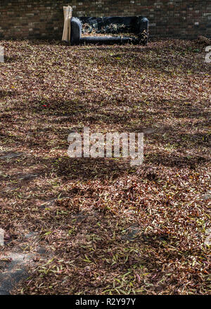 Divano abbandonati in foglie autunnali Foto Stock