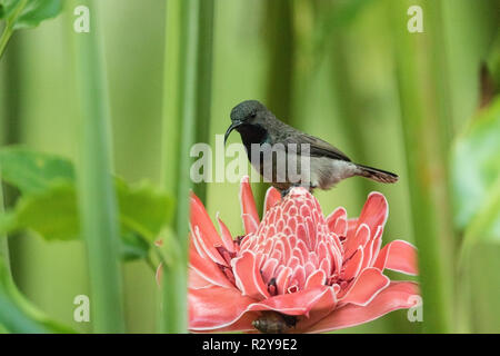 Seychelles sunbird Cinnyris dussumieri maschio adulto Alimentazione sul fiore di zenzero, Mahe, Seicelle Foto Stock