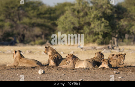Lion pride giacente a terra Foto Stock