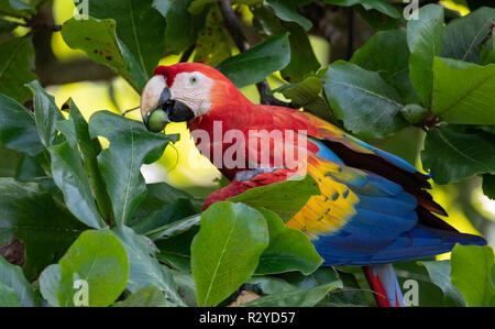 Scarlet Macaw in Costa Rica Foto Stock