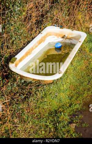 Un vecchio bagno utilizzato come un trogolo di acqua per i cavalli in un pascolo vicino Pwlldu Bay, Gower, South Wales, Regno Unito. Foto Stock