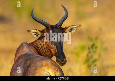 Tsessebe Damaliscus lunatus lunatus Mopane Camp, Kruger National Park, Sud Africa 18 settembre 2018 adulto Bovidi Foto Stock