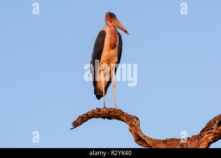 Bella marabou stork in piedi sul ramo in eening alla luce diretta del sole e cielo blu, Africa Foto Stock