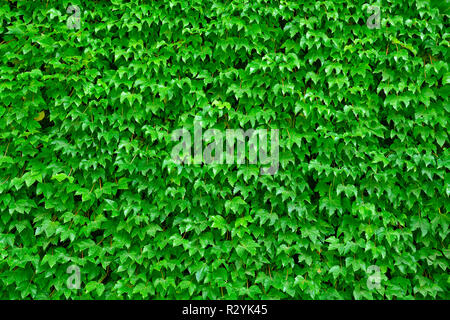 Foglie verdi sullo sfondo Foto Stock