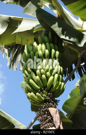 banane Foto Stock