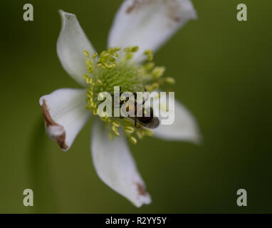 Verde metalizzato sudore bee pollinici da Cherokee rose, Great Smoky Mountains National Park, Cades Cove loop Foto Stock