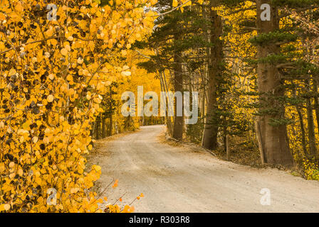 Aspen alberi in caduta delle foglie a road da Nord Lago vicino Vescovo, Eastern Sierra Nevada, in California, Stati Uniti d'America Foto Stock